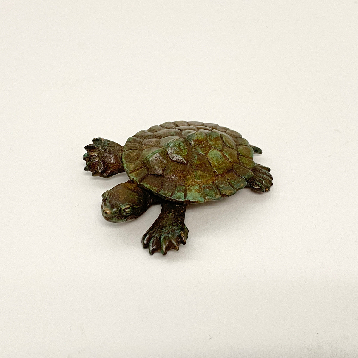 Murray Short-Necked Turtle