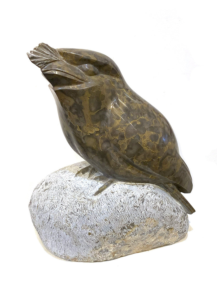 Frogmouth