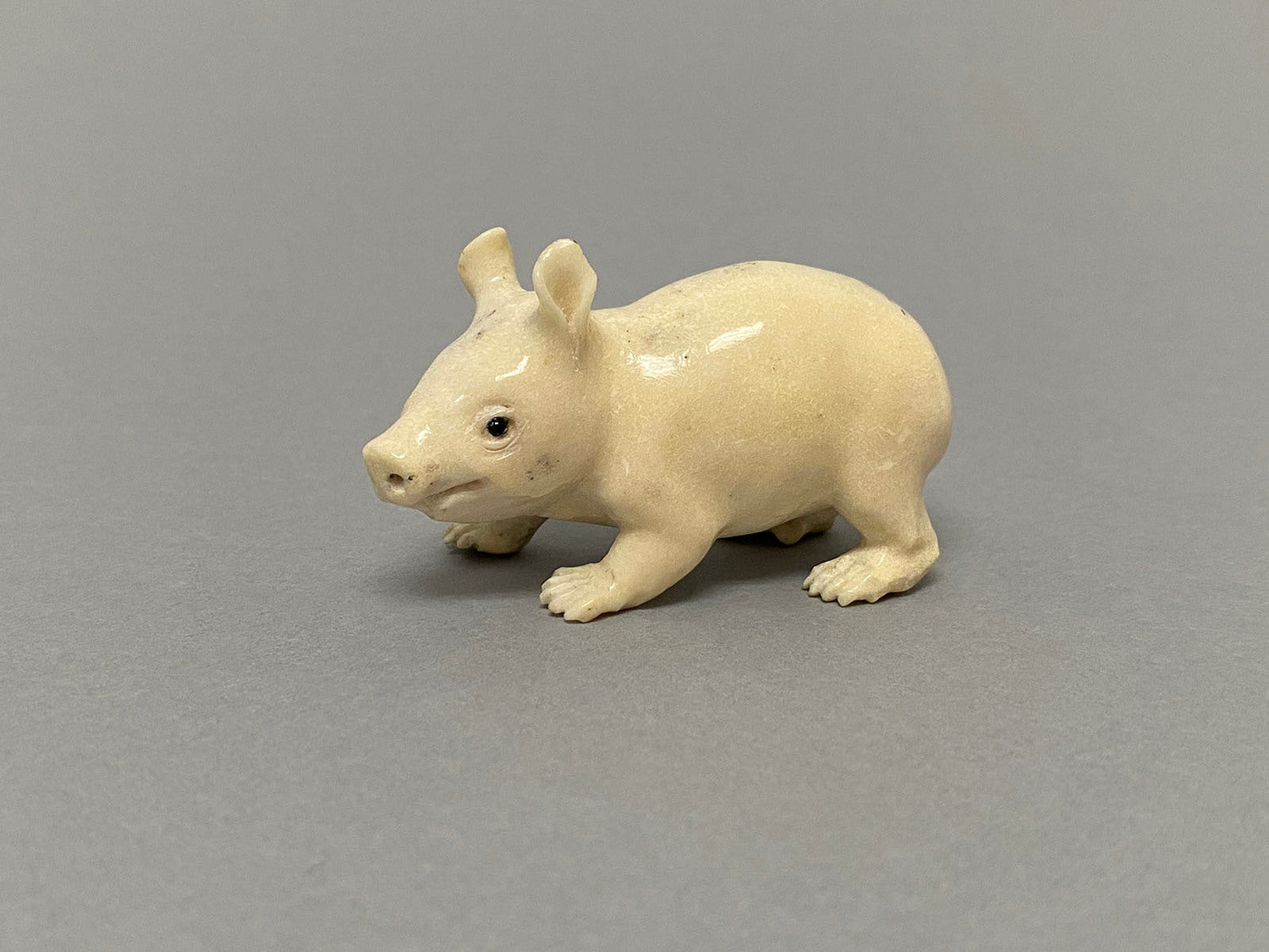 Hairy Nosed Wombat Joey