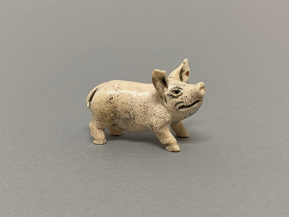 Young Boar