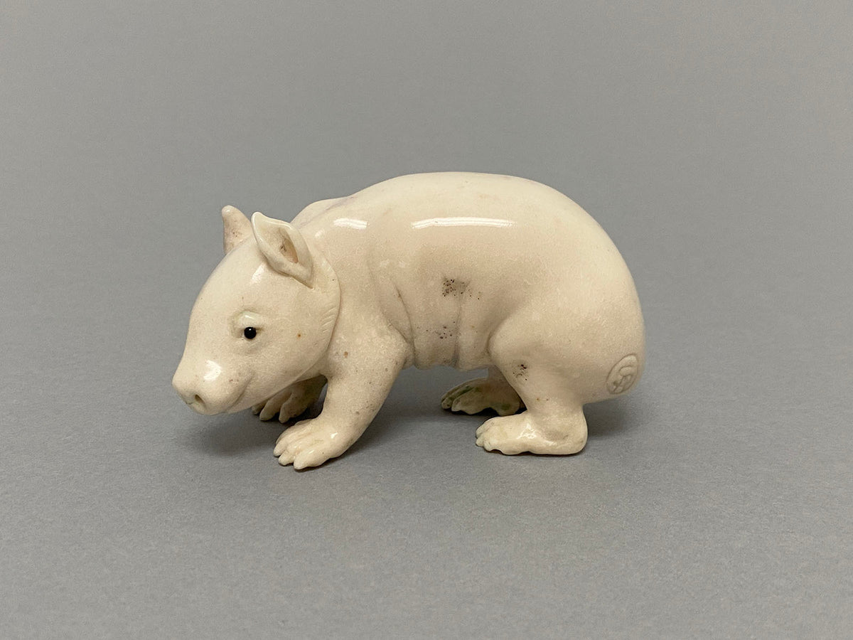 Hairy Nosed Wombat Papa