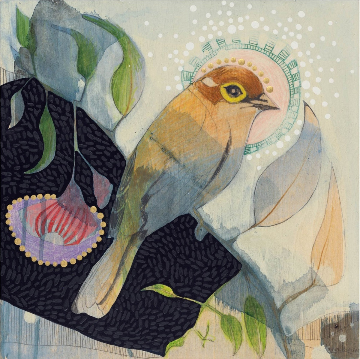 Brown Headed Honeyeater and Silver Princess Eucalyptus