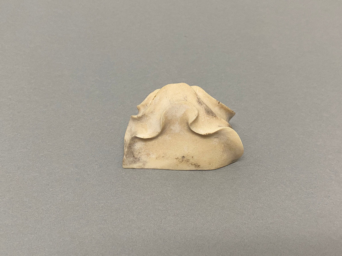 Nudibranch #3