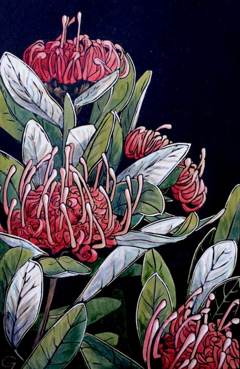 Tasmanian Waratah 2