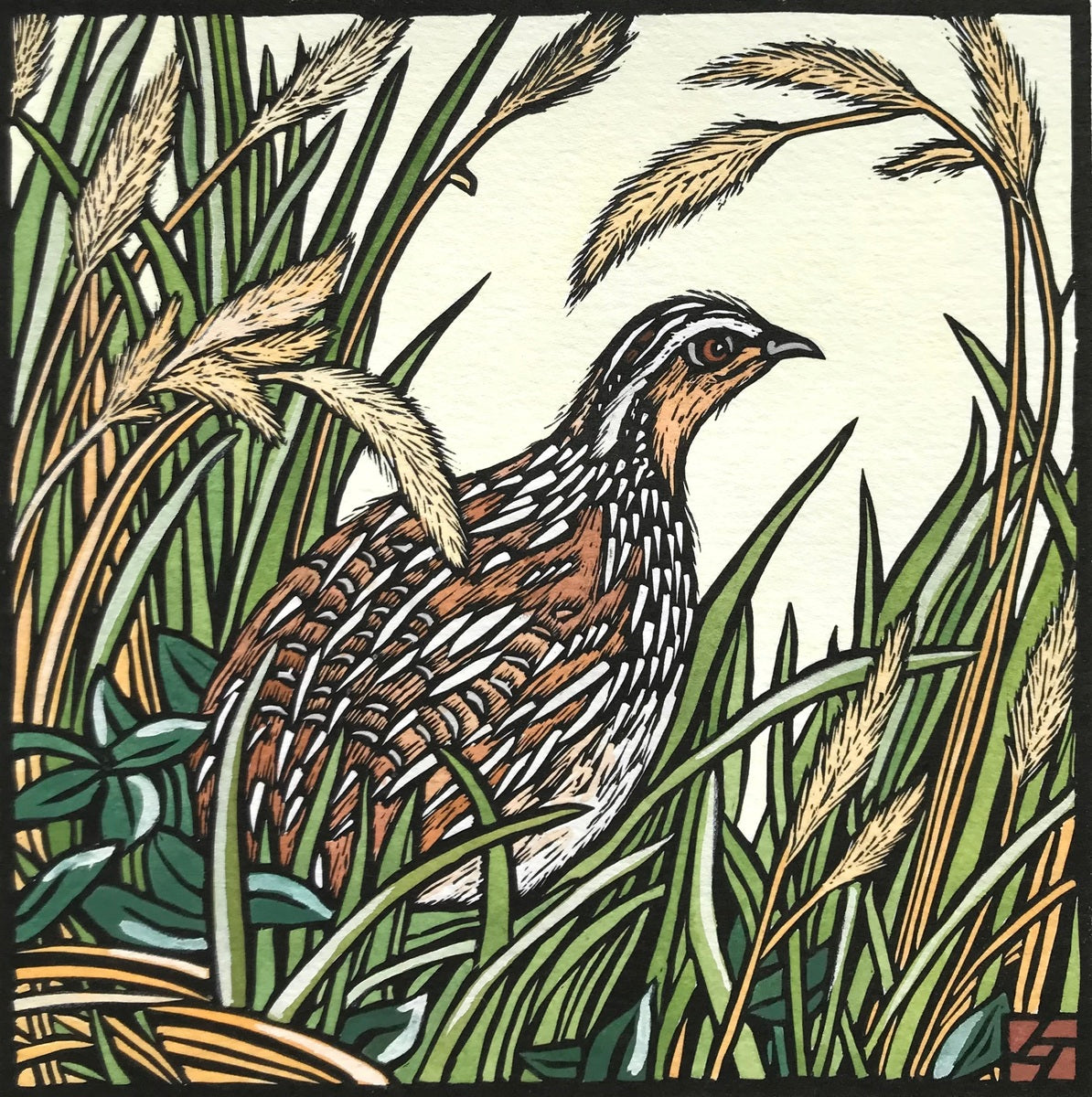 Stubble Quail Amongst Grasses