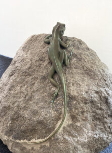 Lizard on Rock, ctenophorus vadnappa
