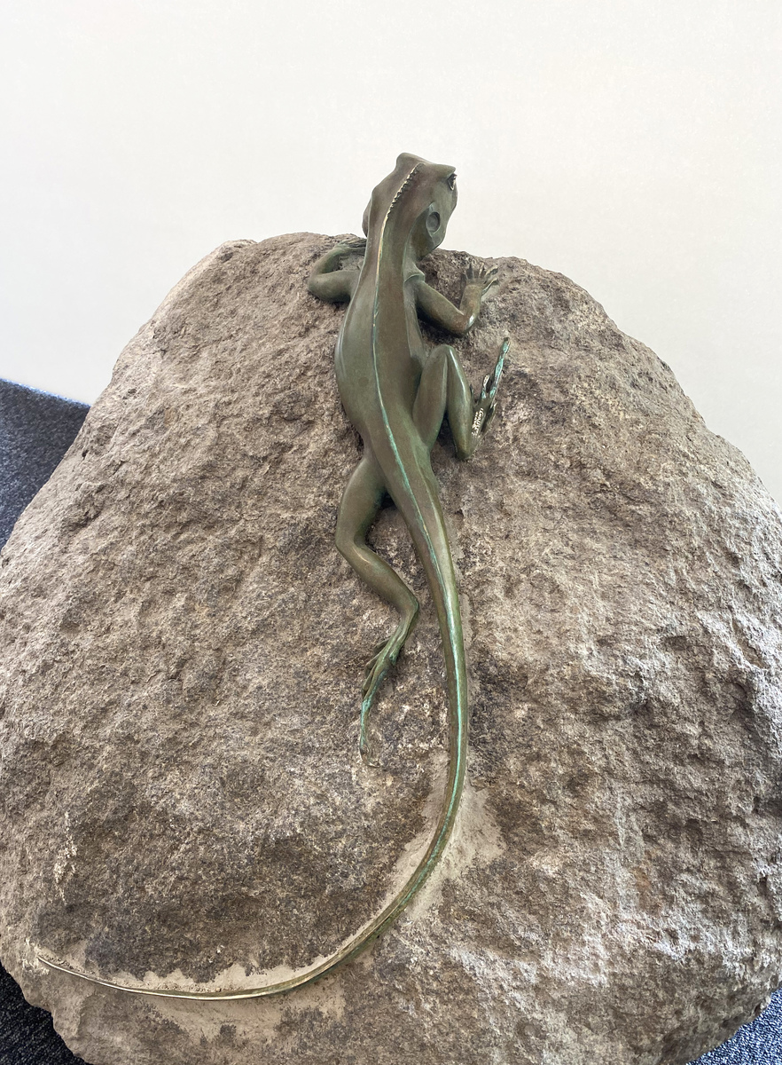 Lizard on Rock, ctenophorus vadnappa
