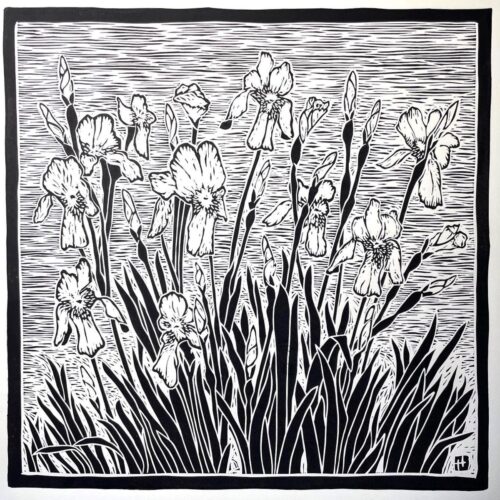 Irises in Black & White