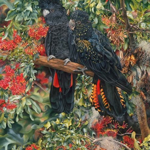 Black Cockatoos and Stenocarpus