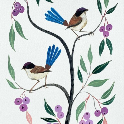 Purple Crowned Fairy Wrens and Lilly Pilly