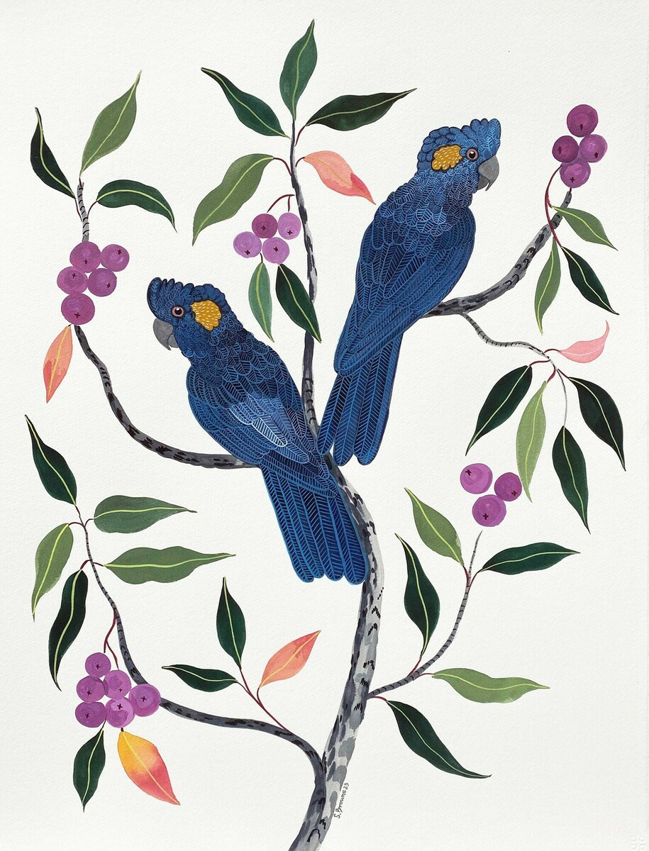 Black Cockatoos and Lilly Pilly