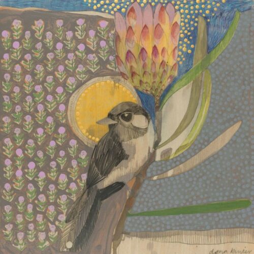 Willie Wagtail and Protea